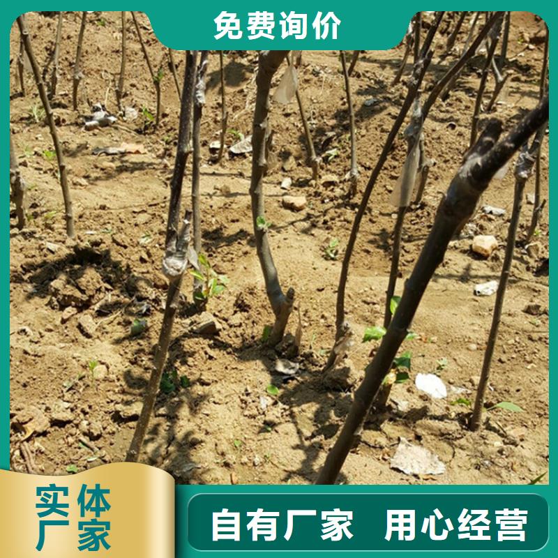 苹果【石榴树苗】实拍展现{当地}服务商