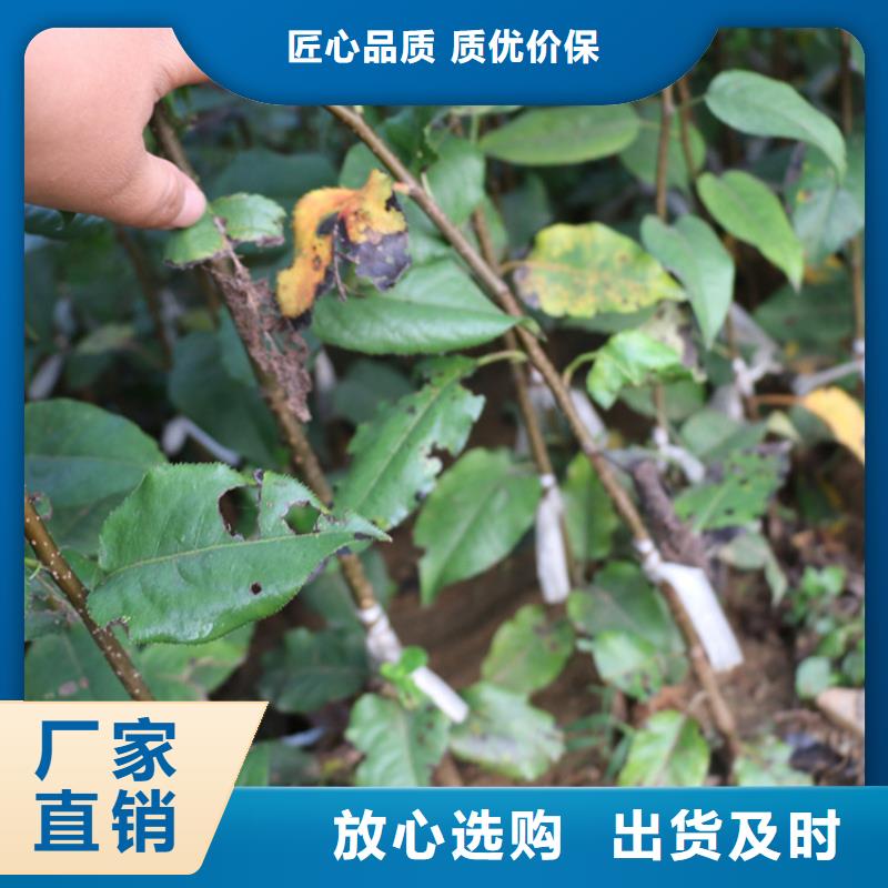 【苹果】,苹果苗厂家经验丰富<当地>经销商