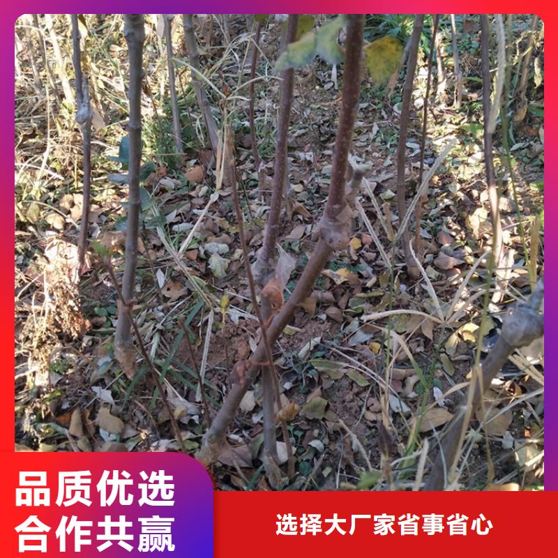 苹果西瓜苗支持定制大厂家实力看得见