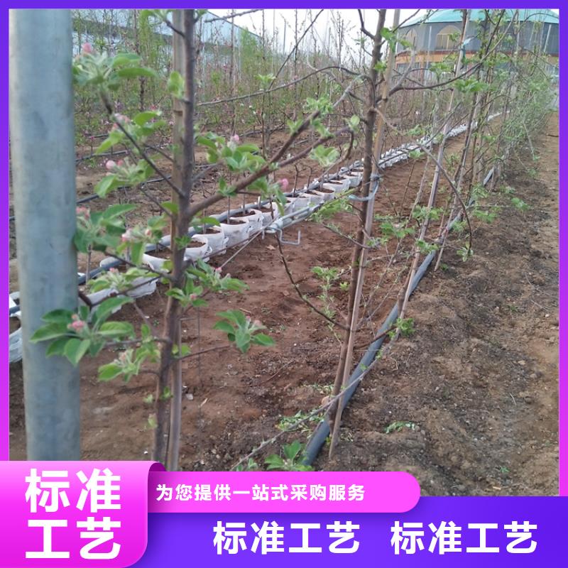 【苹果苹果苗型号全价格低】同城生产厂家