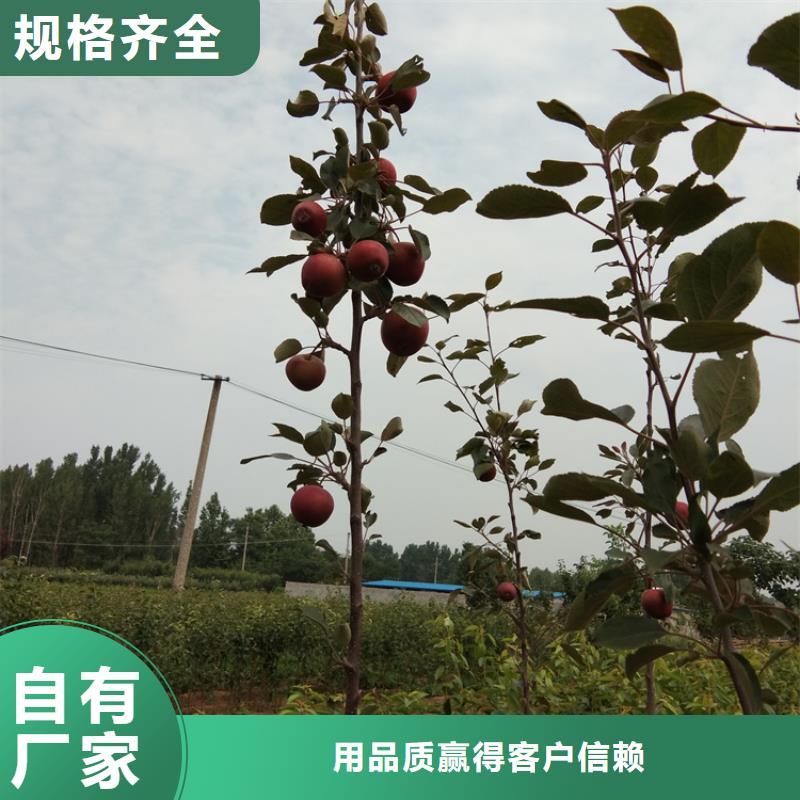 苹果,奶油草莓匠心品质优质原料