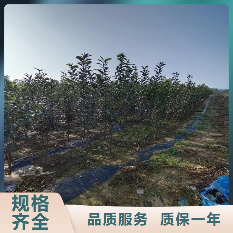 苹果苹果苗好货采购我们更专业