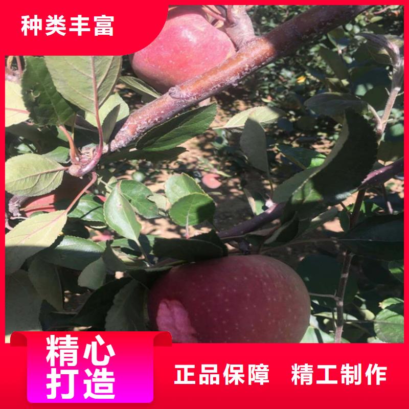 苹果苹果苗工厂批发【当地】品牌