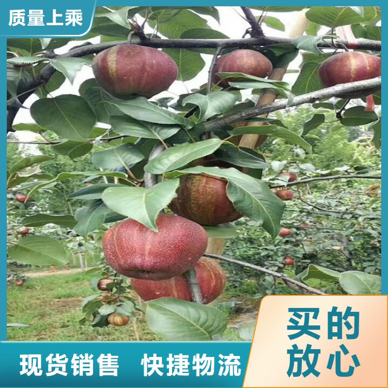 【苹果奶油草莓来图定制量大从优】质优价廉