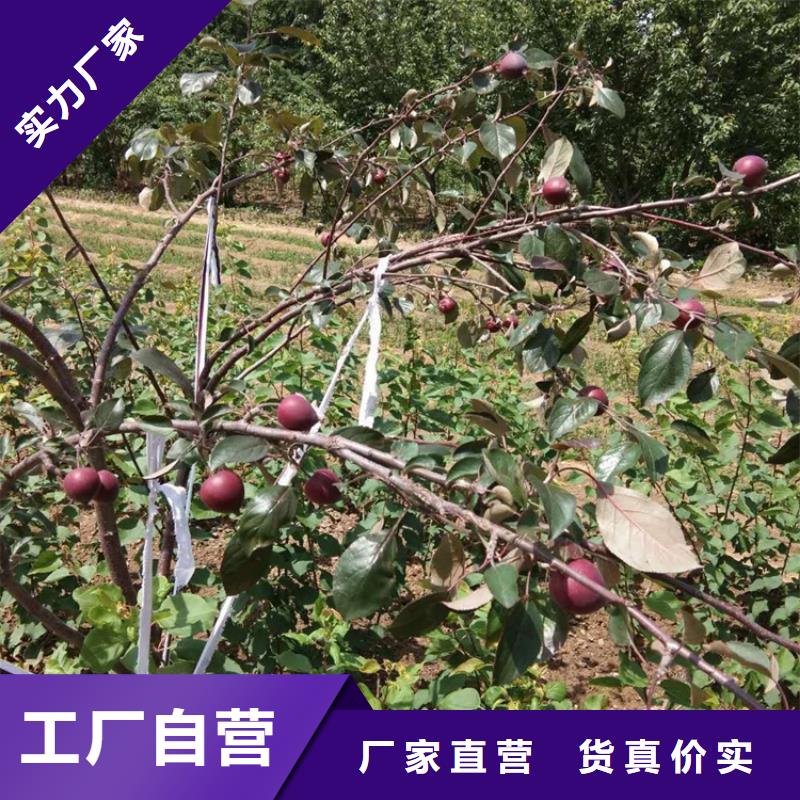 【苹果】桃树苗支持大小批量采购<当地>生产商