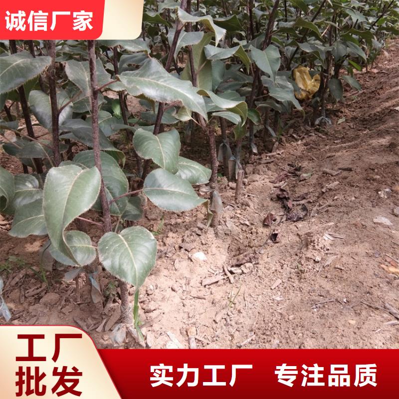 梨树,无花果苗今日价格有实力有经验