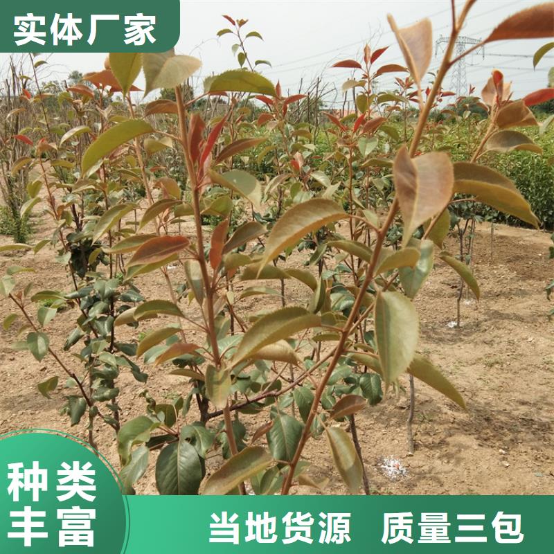 梨树苹果苗品质卓越<当地>供应商