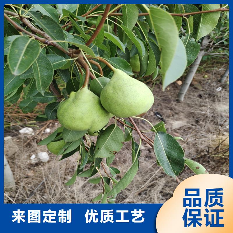 【梨树蓝莓苗用心制造】{本地}供应商