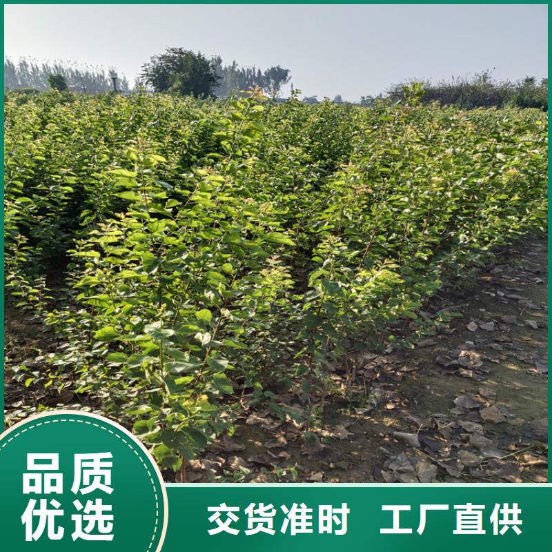 【梨树草莓苗快速物流发货】<本地>品牌