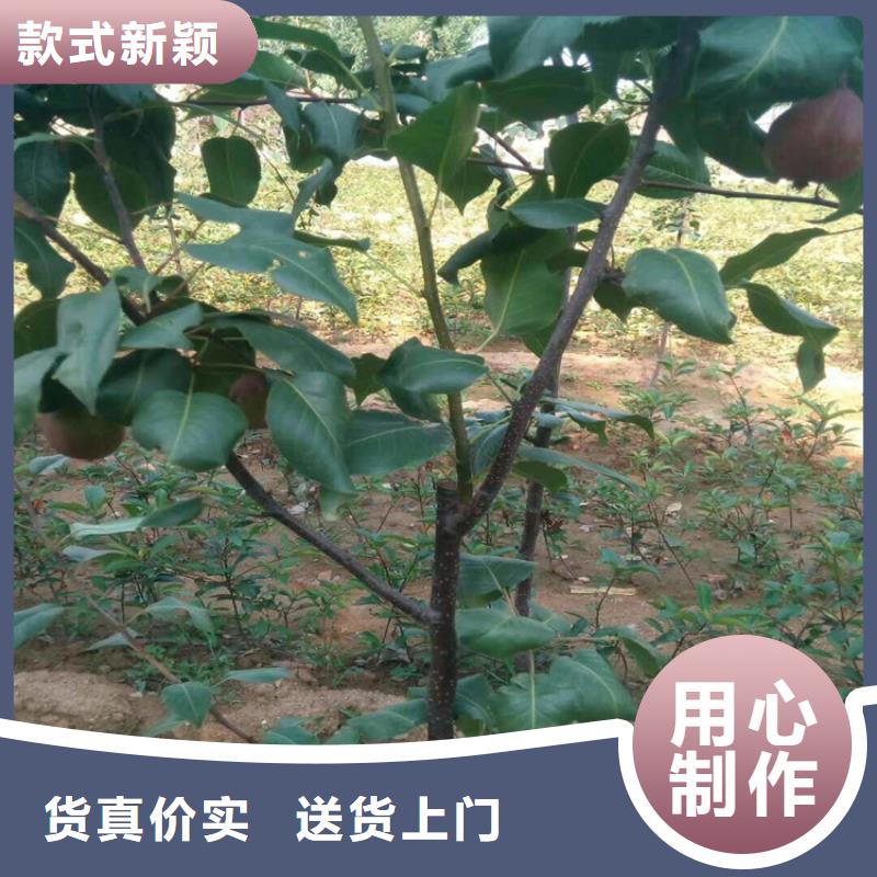 梨树【苹果苗】随心所欲定制附近制造商