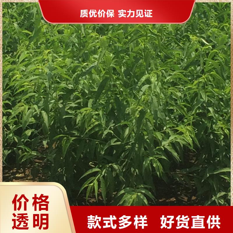 桃草莓苗以质量求生存技术先进