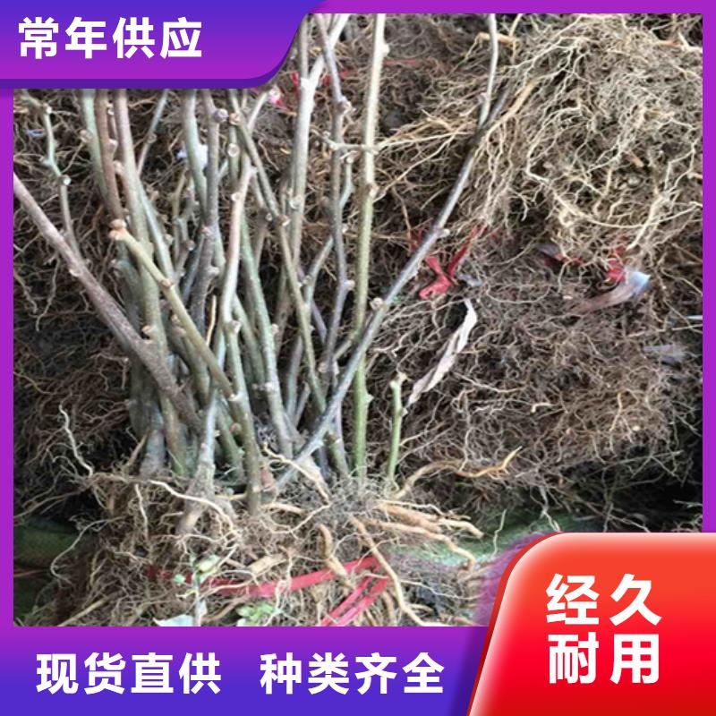 【猕猴桃】苹果苗工厂直营自产自销