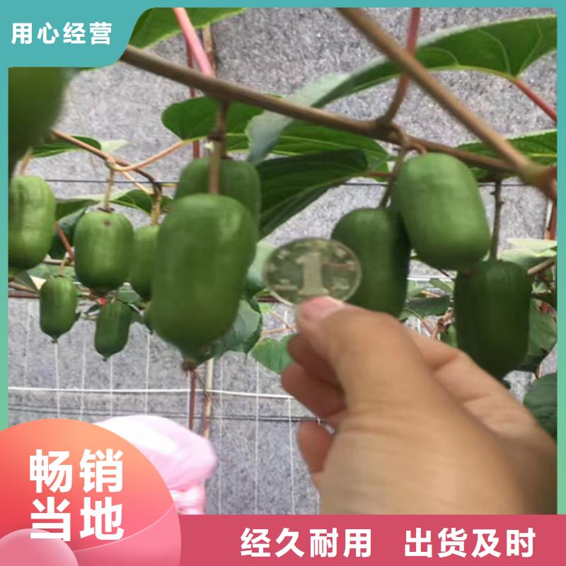 【猕猴桃】桃树苗规格齐全实力厂家<当地>货源