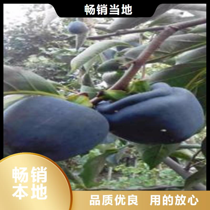 柿子无花果苗懂您所需生产型