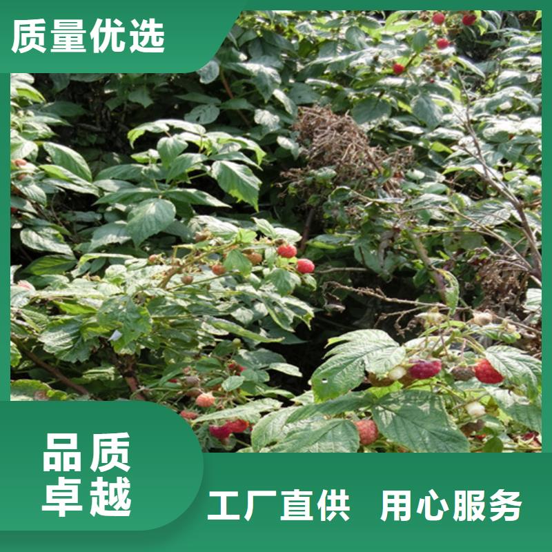 【树莓】苹果苗多年行业积累附近生产厂家