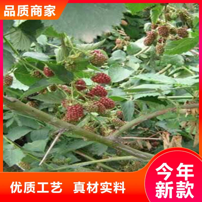 树莓杏树苗细节之处更加用心【本地】公司