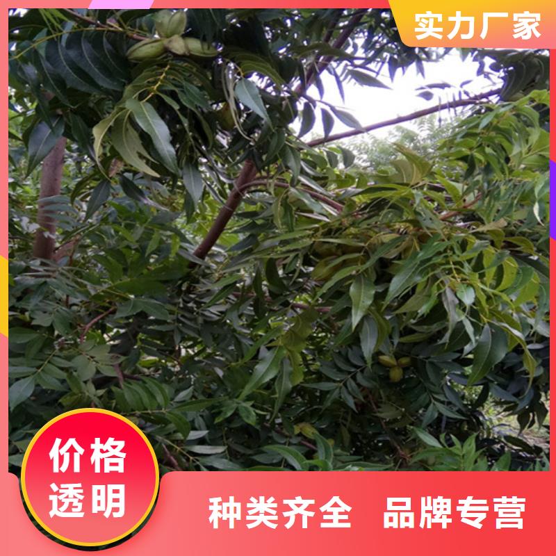 碧根果_蓝莓苗应用范围广泛专业生产设备