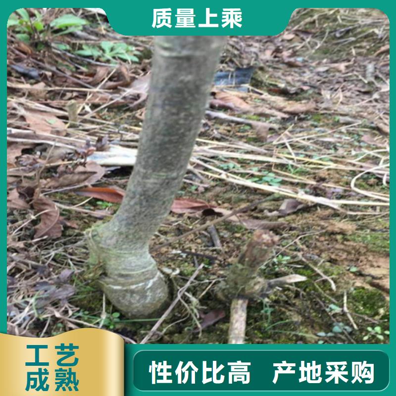 碧根果苹果苗可接急单为您精心挑选