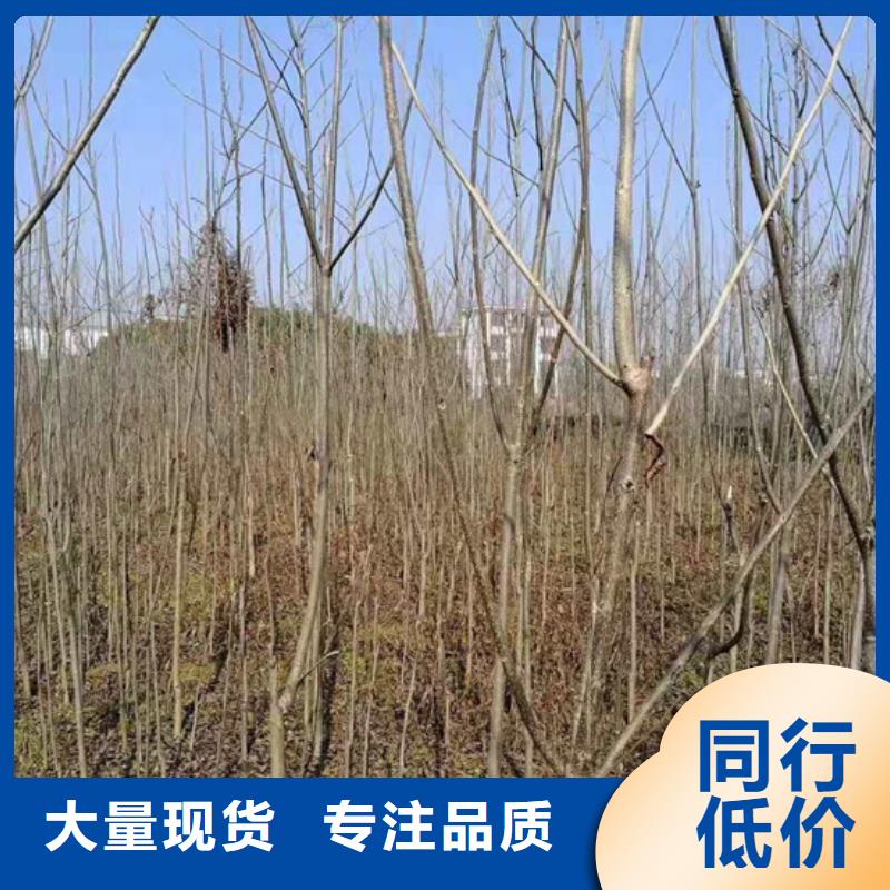 ​碧根果,苹果苗用心做好每一件产品口碑好实力强