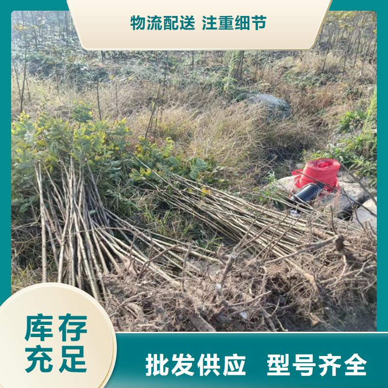 碧根果草莓苗海量现货【当地】货源