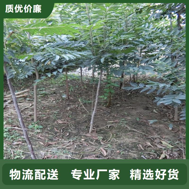 香椿【苹果苗】源头厂源头货货真价实