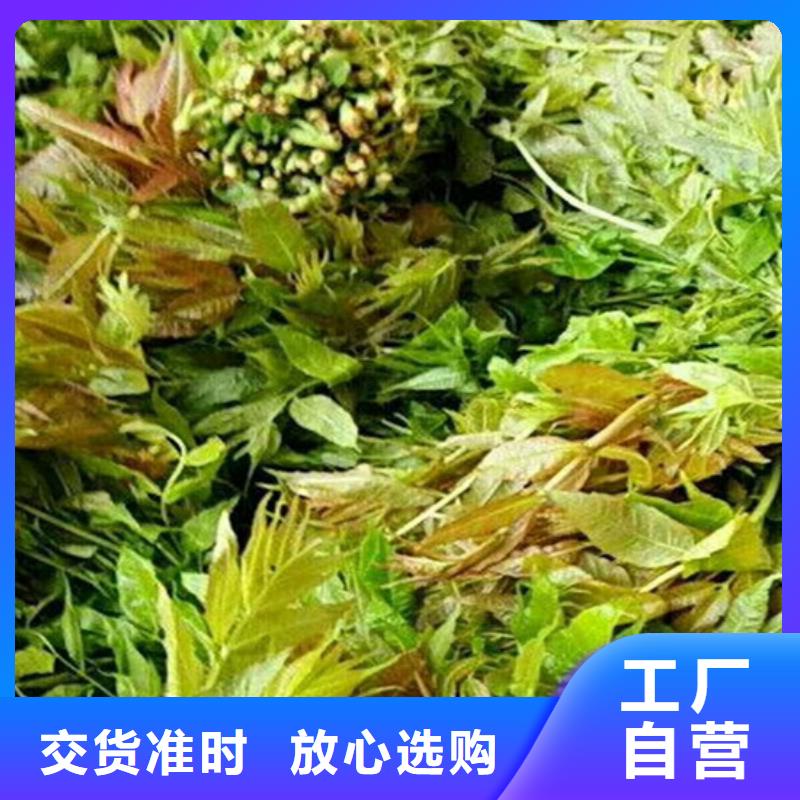 香椿【红颜草莓】工厂采购{当地}经销商