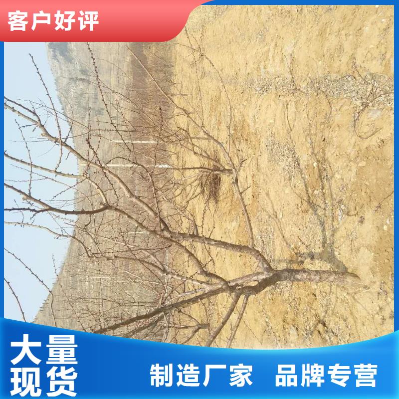 【杏无花果苗严选好货】本地制造商