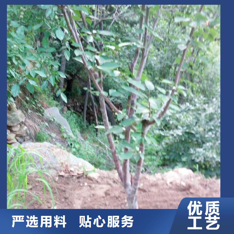 杏嘎啦苹果厂家精选{当地}公司