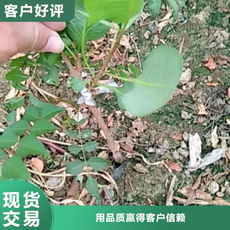 开心果苹果苗现货快速采购【当地】制造商