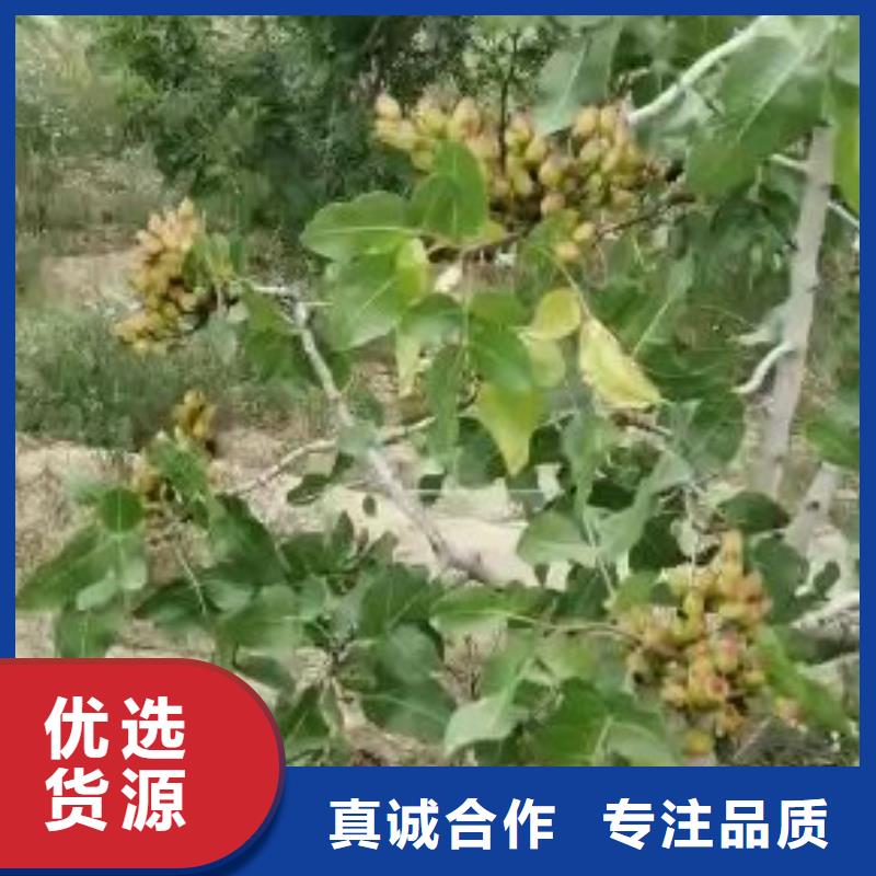 开心果石榴树品质保障售后无忧好货直供