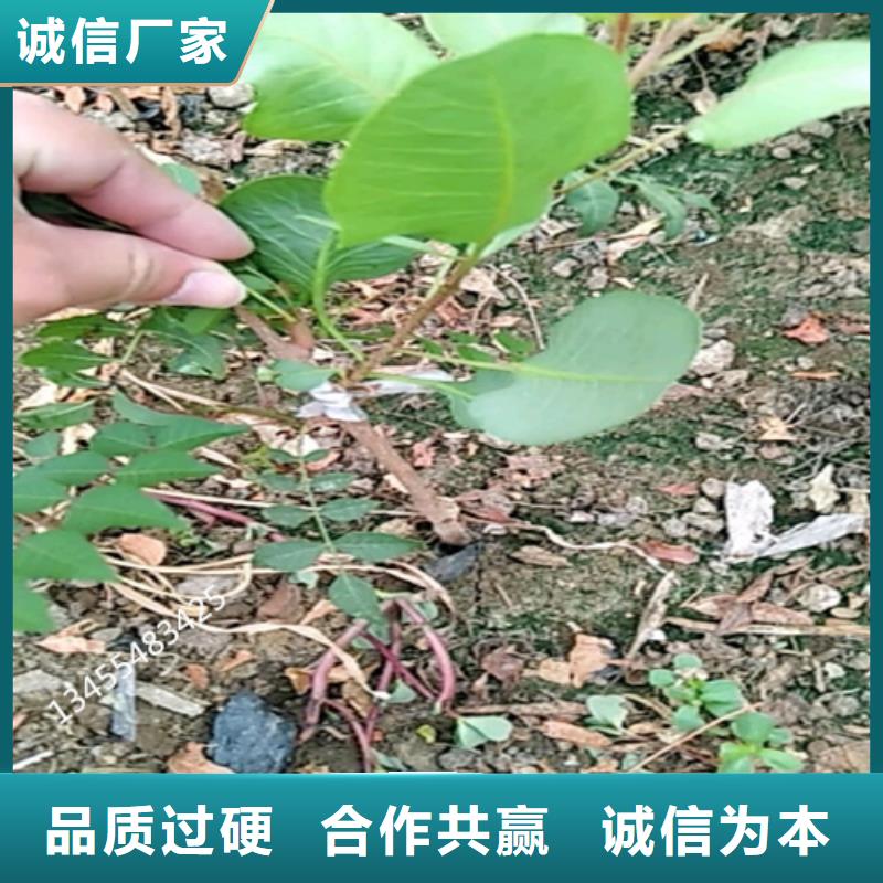 开心果苹果苗使用方法品质优选