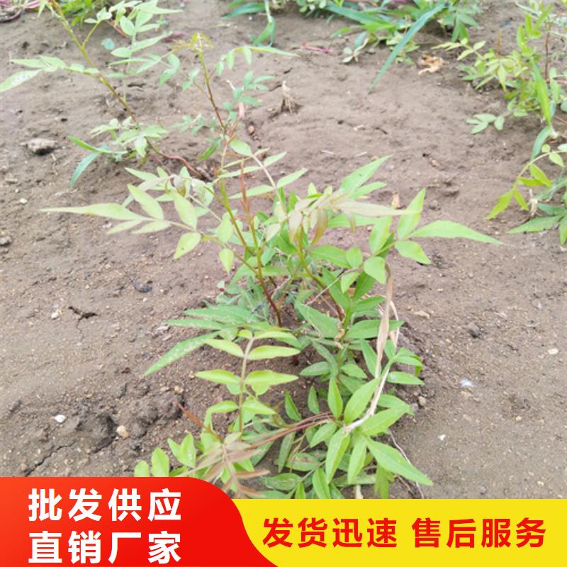 开心果苹果苗订制批发推荐厂家