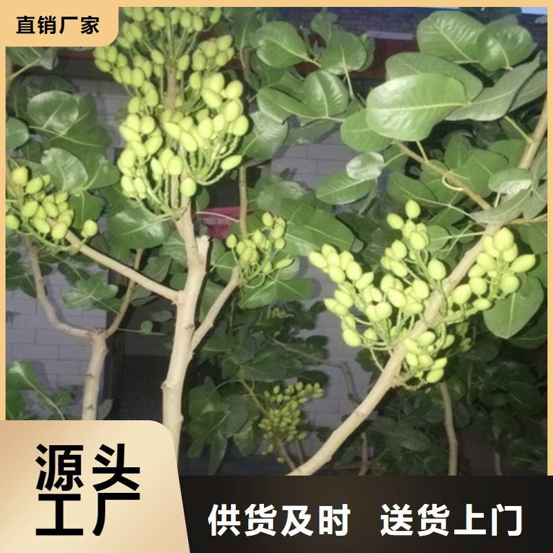 ​【开心果-苹果苗放心得选择】大库存无缺货危机