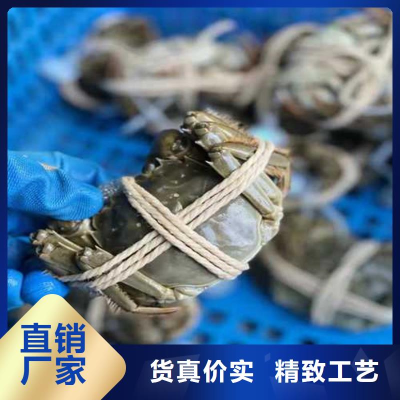 全母大闸蟹鲜活特大【当地】制造商