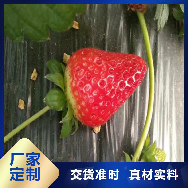 【草莓苗】黑珍珠草莓苗厂家新品随心所欲定制