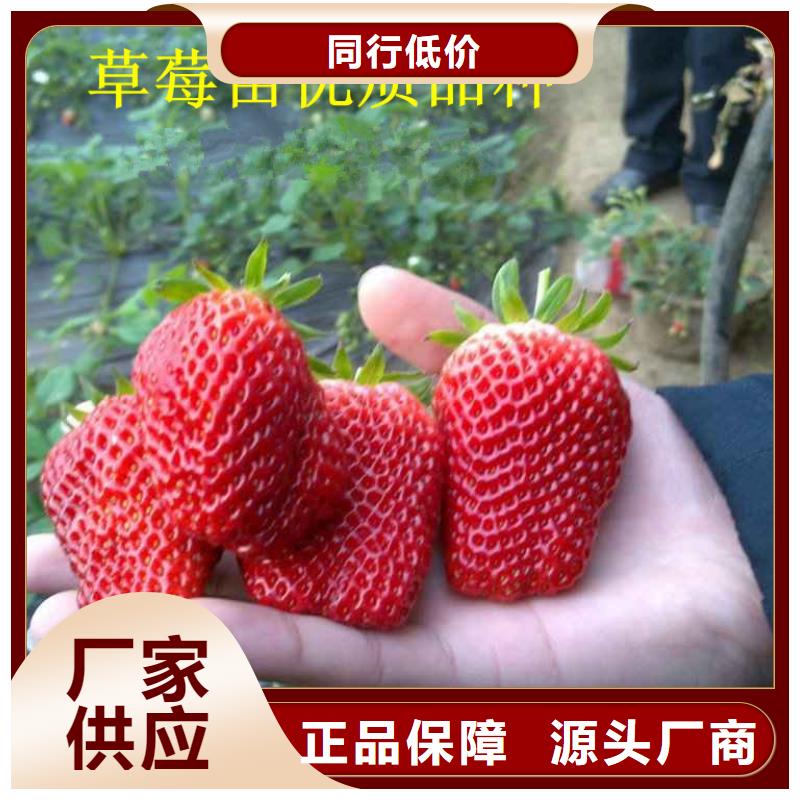 白果草莓苗批发质量好