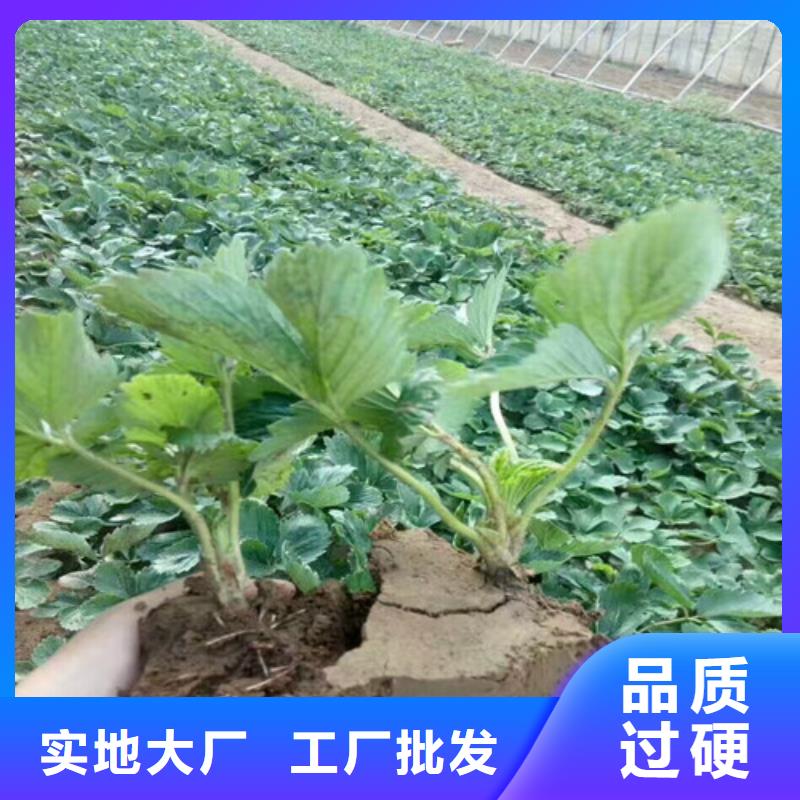 草莓苗-桃树苗原料层层筛选多种优势放心选择