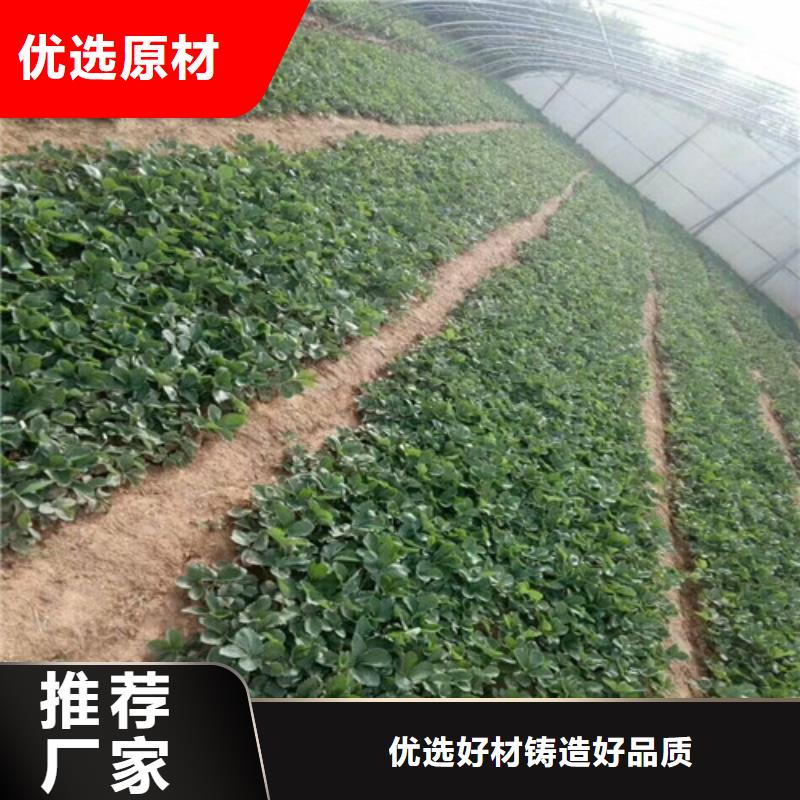 草莓苗黄金苹果树苗实力商家推荐真材实料加工定制