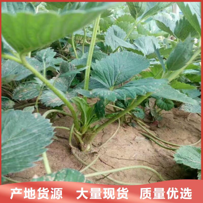 【草莓苗毛蟠桃树苗基地值得信赖】附近品牌