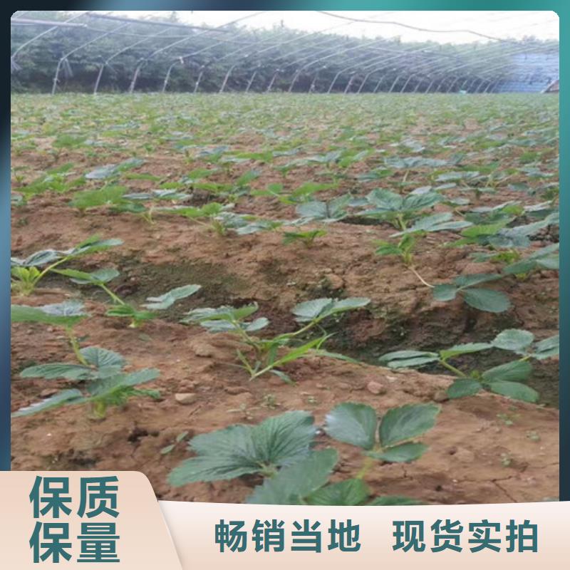 【草莓苗果树苗批发基地快速报价】现货充足