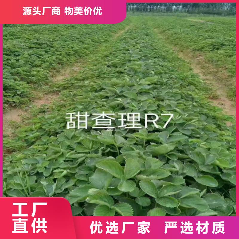 妙香7号草莓苗育苗厂家自有生产工厂