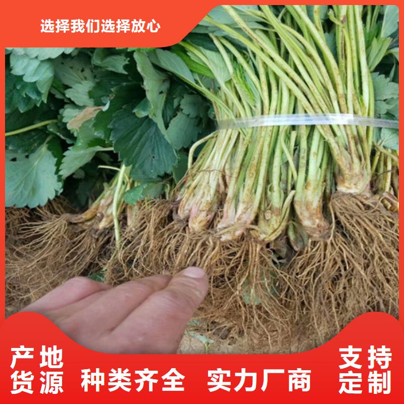 草莓苗红肉西梅厂家工艺先进{本地}生产商