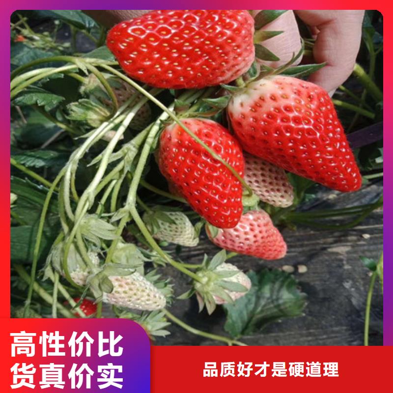 白草莓苗批发专业完善售后