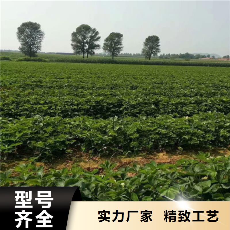 章姬草莓苗基地批发一个起售