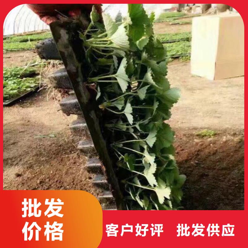 隋珠草莓苗种植品种选择【当地】经销商