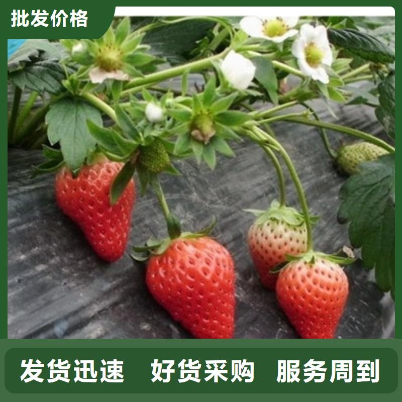 草莓苗草莓苗价格品质保证厂家直销供货稳定