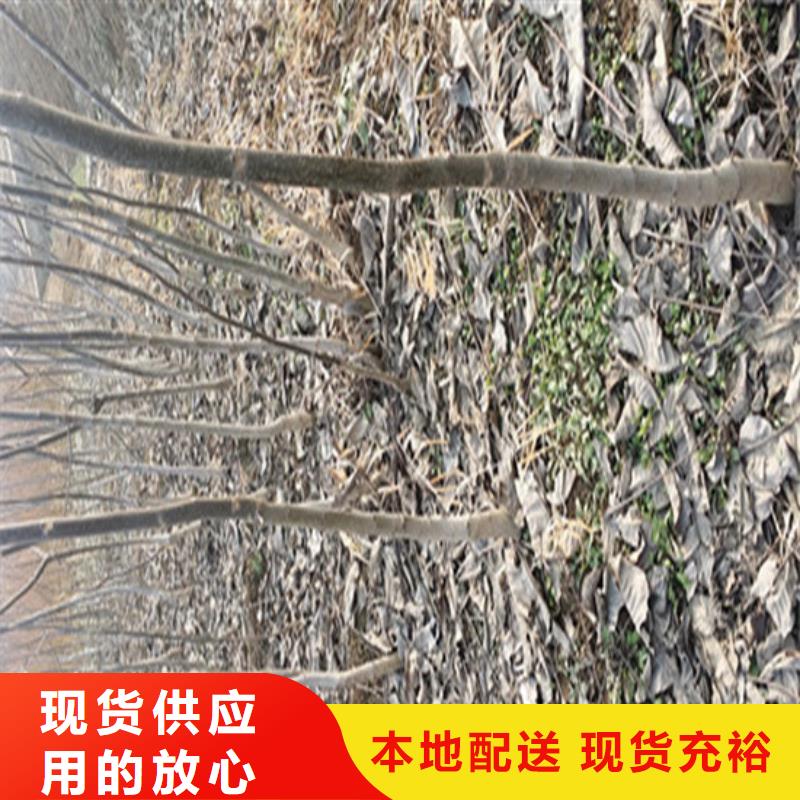 核桃苗苹果苗基地不断创新当地公司