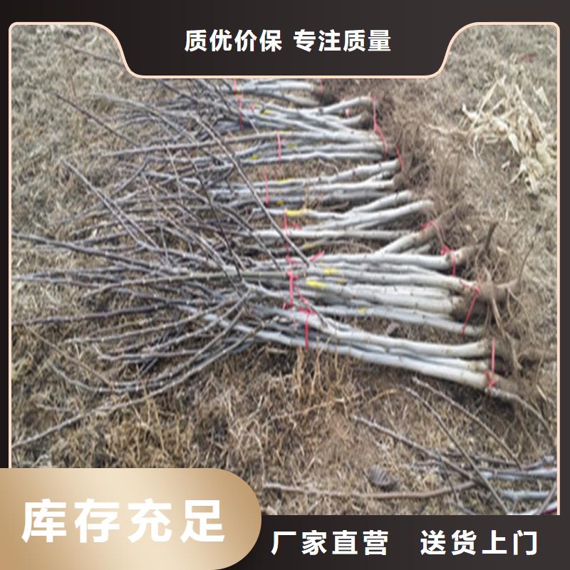 【核桃苗大棚草莓苗用途广泛】按需定制