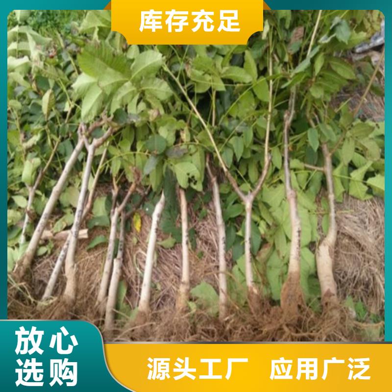 核桃苗【梨树苗基地】品质之选质量好