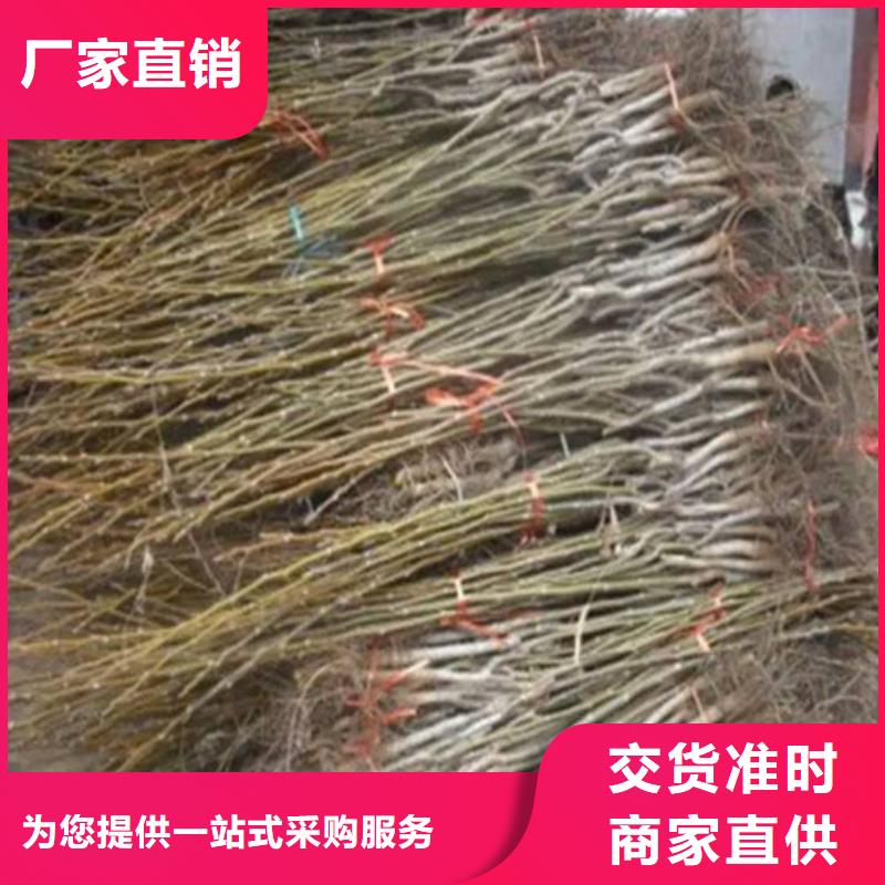 核桃苗桃树苗基地送货上门<本地>品牌